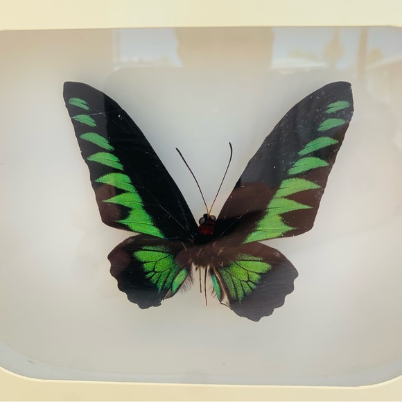 Vintage Other - Vintage Butterfly Trogonoptera Shadowbox